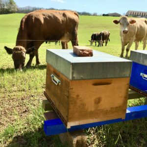 ruches en lisière d'un champ de vaches