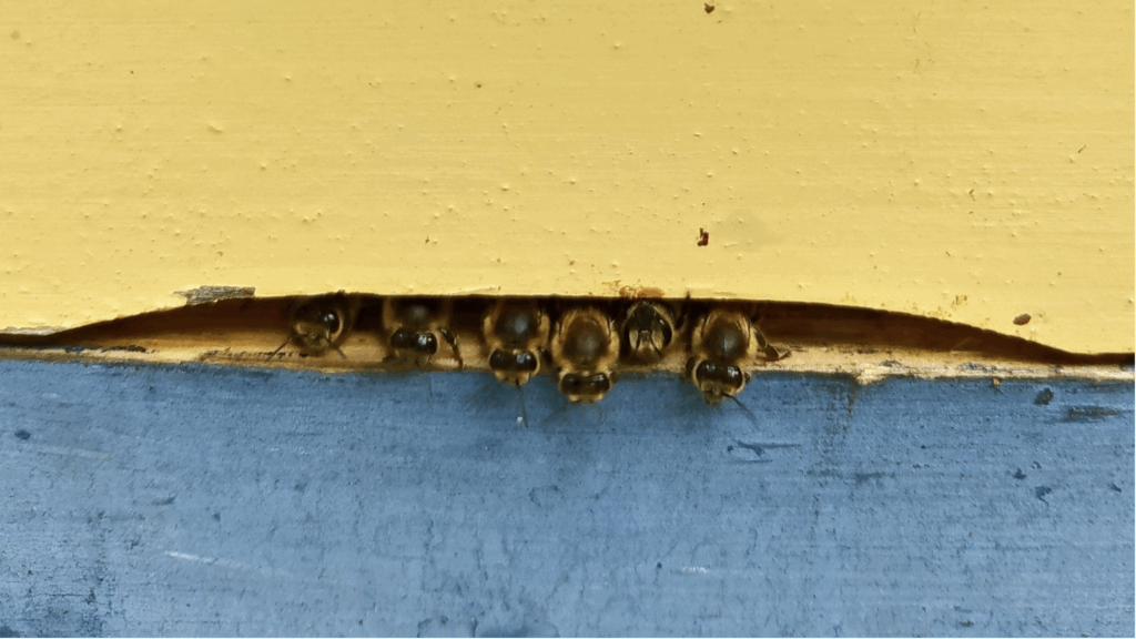 abeille noire chatillonnaise