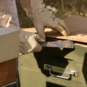 ouverture d'une ruche