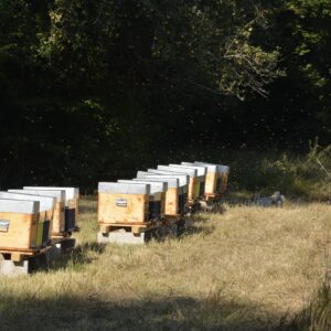 Ruches bio en lisière de forêt