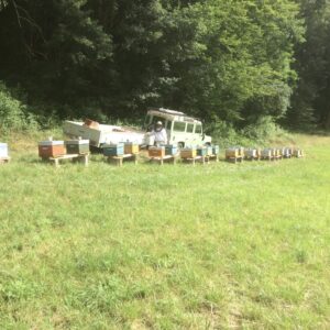 Ruches en lisière de forêt avec Land Rover